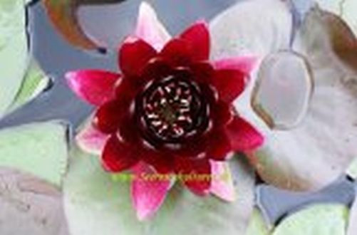 Mühlan - Seerosen Mix - je eine Seerose mit der Blütenfarbe rot, weiß und gelb - für den Gartenteich