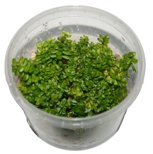 1 Dose Rotala rotundifolia in vitro, Wasserpflanzen steril angezogen