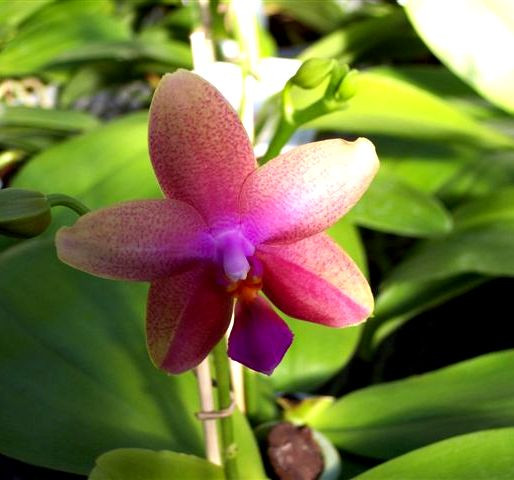 1 blühfähige Orchidee der Sorte: Phalaenopsis Liodoro, 12cm Topf, starker Duft