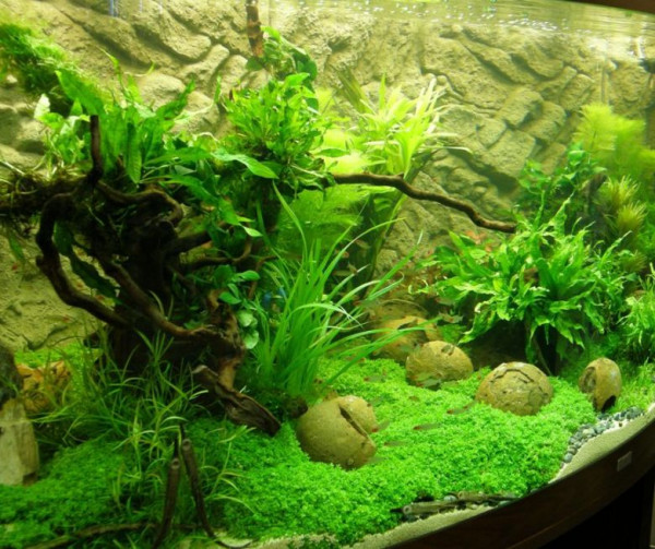Top Aquarienpflanzen Set für 400 l Aquarium (26)