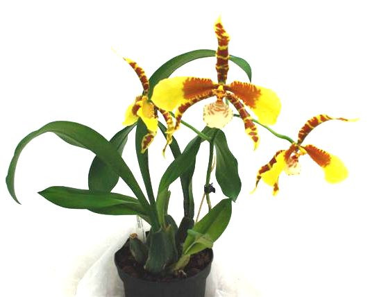 1 blühfähige Orchidee der Sorte: Rossiglossum Rawdon J, 13cm Topf