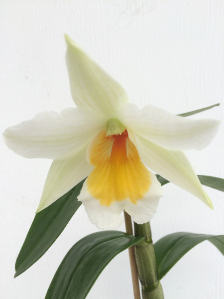 1 blühfähige Orchidee der Sorte: Dendrobium Sweet Dawn HOF, traumhafte Orchidee vom deutschen Zücht