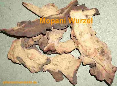 Wurzel aus Mopaniholz ca. 20-25 cm, Mopani