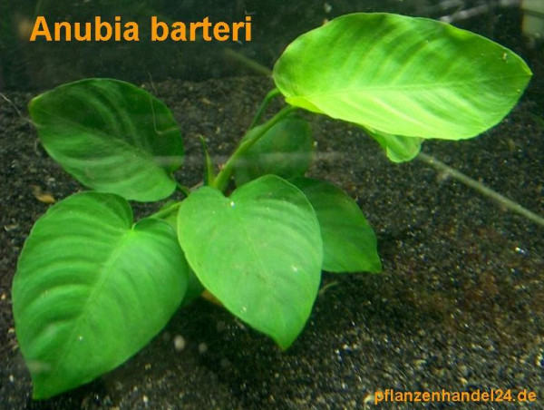 1 Topf Anubia Barteri, barschfest, Wasserpflanzen