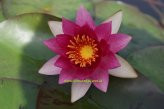 1 HALBZWERGSEEROSE Sorte Laydekeri Lilacea, lila