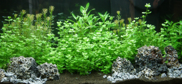 Aquarienpflanzen Sortiment für 150 l Aquarium (14)