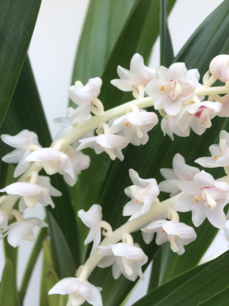 1 blühfähige Orchidee der Sorte: Eria hyacinthoides , traumhafte Orchidee vom deutschen Züchter