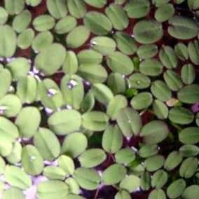 10 x Büschelfarn (Salvinia auriculata) gegen Algen