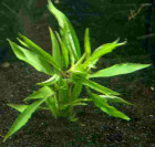 Mühlan - 1 Bund Kirschblatt - Hygrophila corymbosa / Riesenwasserfreund, sehr wiederstandsfähig