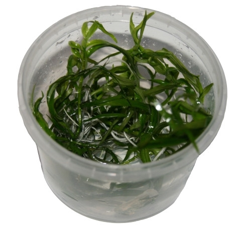 1 Dose Heteranthera zosterifolia in vitro, Trugkölbchen, Wasserpflanzen steril angezogen