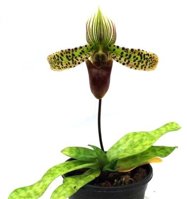1 blühfähige Orchidee der Sorte: Paphiopedilum Maudiae coloratum, 12cm Topf