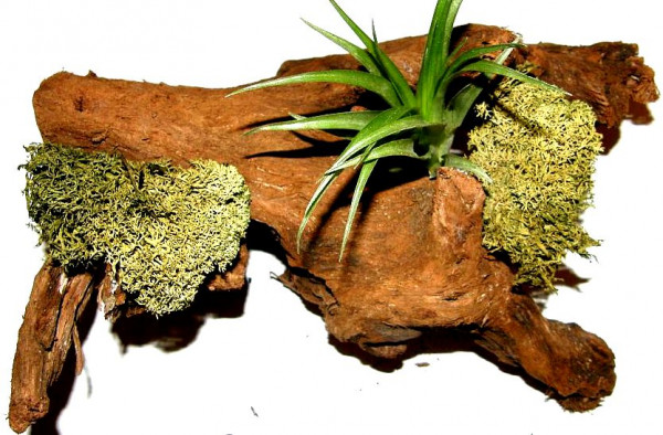 1 Wurzel bepflanzt mit einer Tillandsie und grünem Dekomoos, Terrarium